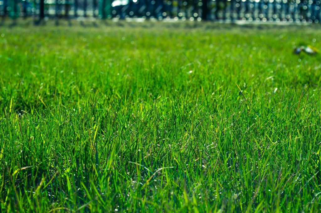 Lawn Sodding services Toronto